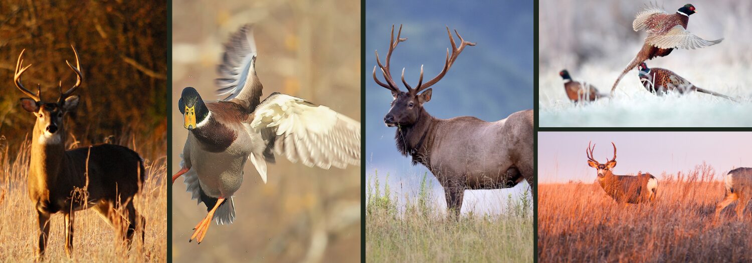 Define The Types Of Game Species You Will Guide For